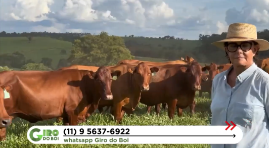 bonsmara adaptado no brasil giro do boi